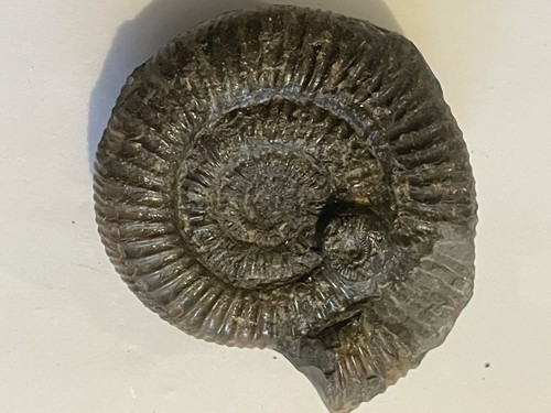 Dactylioceras ammonite fossil - dactylioceras,