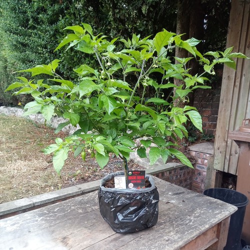Dragons breath chilli - dragons,