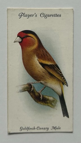 Player aviary birds - no., 14