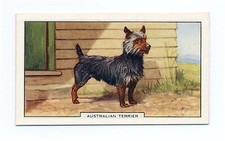 AUSTRALIAN TERRIER GALLAHER 1938 DOGS 2nd SERIES  DOG CIGARETTE CARD #22