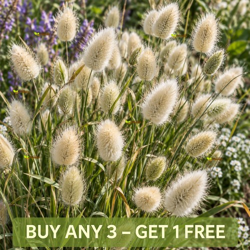 Bunny tail grass - bunny’s, 700