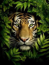 Big Cat Tiger Leopard Lion