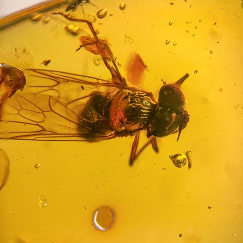 Strange fly burmese - fly, /