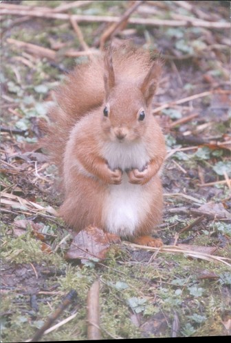 Red squirrel northumberland - red,