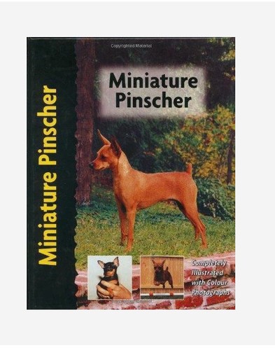 Miniature pinscher - miniature,