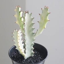 12cm succulent cactus plant - 12cm,