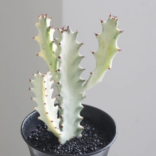 12cm succulent cactus plant - succulent,