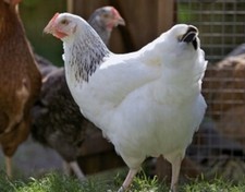 6 HENS Or✅Cockerels You