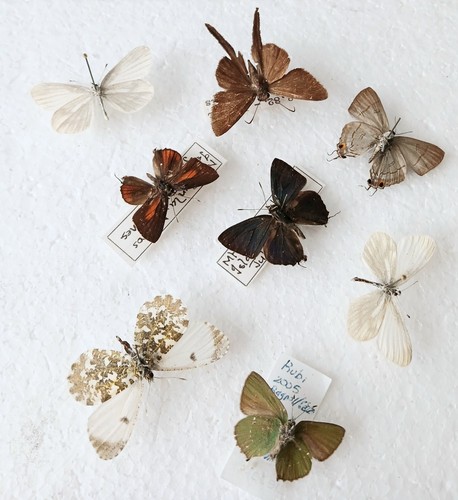 Butterfly collection set - butterfly,