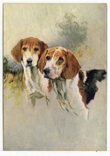 Beagle hounds 1930 dog - hounds,