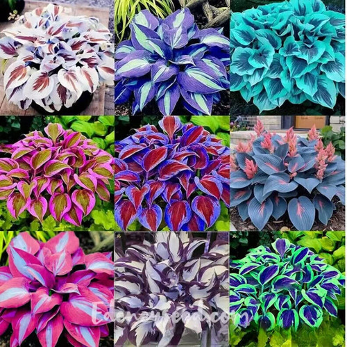 Hot 100 mixed - hot, plant