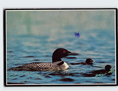 Postcard common loons - common,