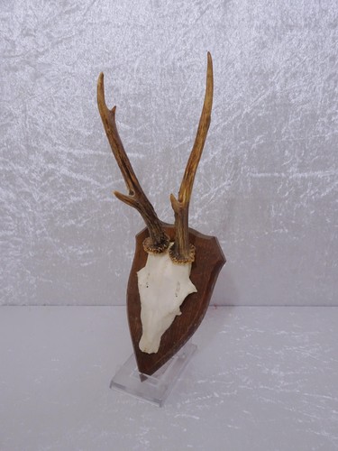 Deer antler rack antlers - deer, on
