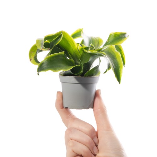 Baby dragon plant dracaena - dragon,