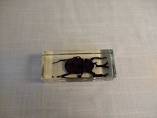 Real Life Bugs & Insects Preserved Paperweight Bug In Block Beetle