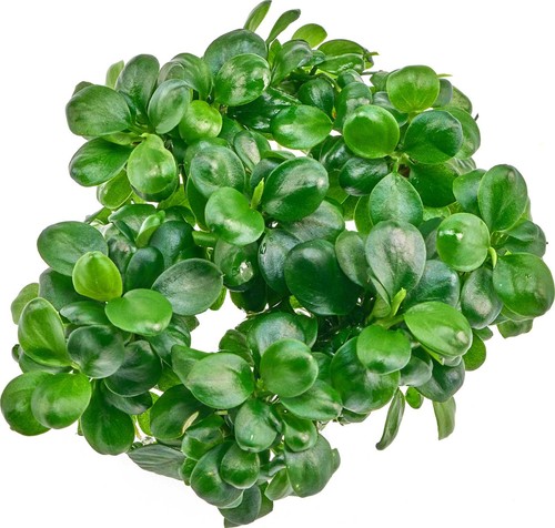 Anubias barteri gold coin - barteri,
