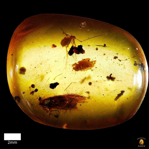 Burmese amber trio - amber, of