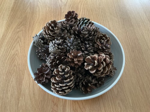 Pine cones fir - /fir,