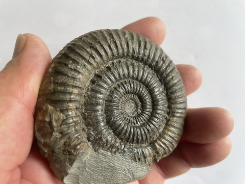 Dactylioceras ammonite matrix - dactylioceras, ammonite,matrix