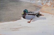 PHILIP RICKMAN (British), "Mallard Drake", Watercolour, Signed, Labeled