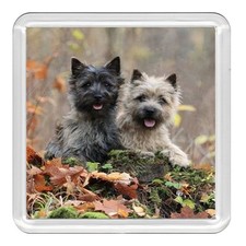 CAIRN TERRIER Dog Acrylic