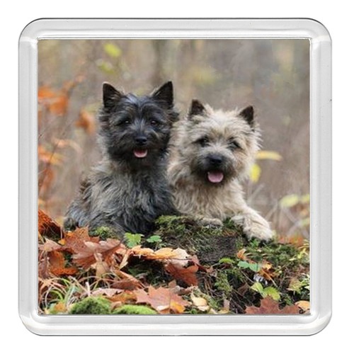 Cairn terrier dog acrylic - cairn,