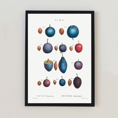 Botanical plum vintage - botanical,