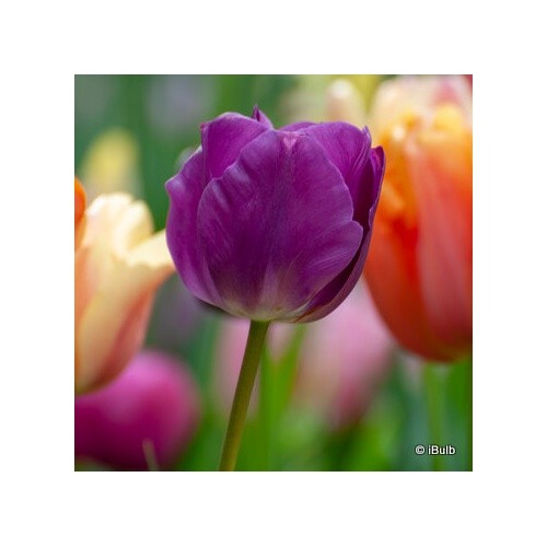 Tulip purple prince bulbs - 'purple, prince'