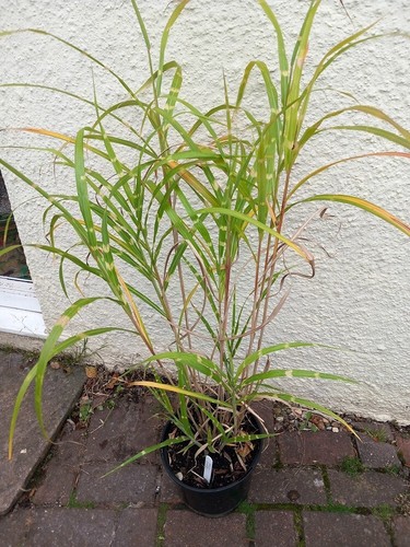 Tall miscanthus zebrina - xl,