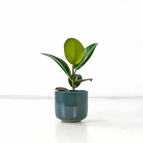 Rubber plant - rubber,