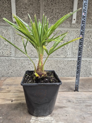 Trachycarpus fortunei fan palm - trachycarpus,