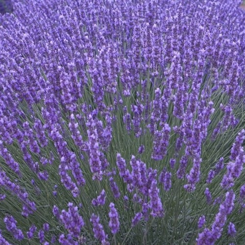 Lavender plug plants fragrant