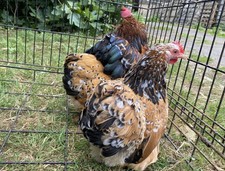 6 Millefleur Pekin Bantam