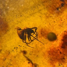 Burmese Amber Fossil: 99