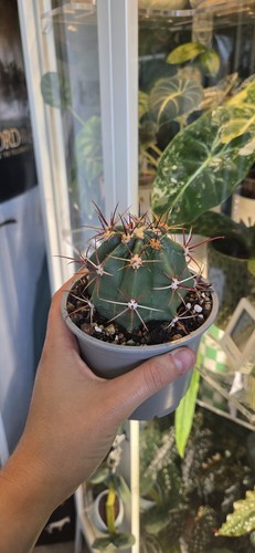Ferocious cactus succulent - cactus,