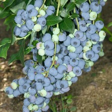 Fruit Plant, Blueberry Bush