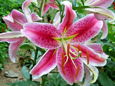 20 STARGAZER LILY SEEEDS - Lilium 'Stargazer'