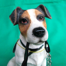 Jack russell terrier dog - jack,