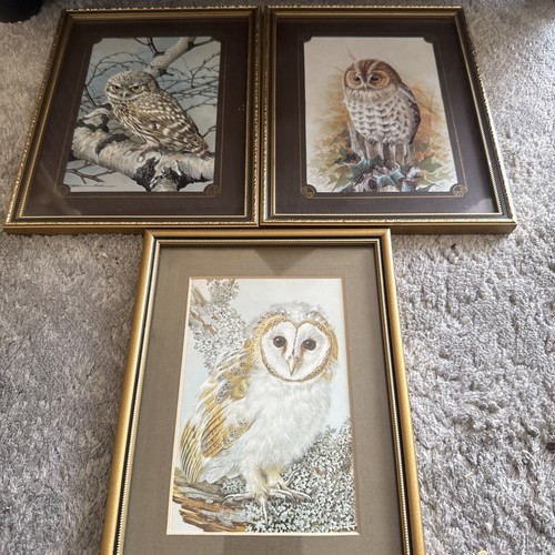 Basil ede owl prints - x,