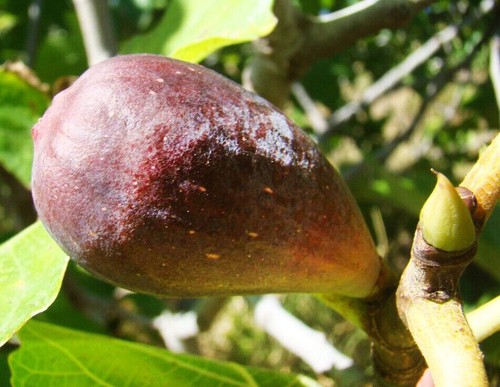 Ficus carica babits fig tree - ficus,