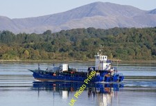 Photo 12x8 Rose of Lorne