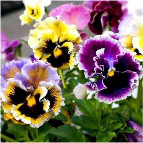 800 seeds pansy - seeds, viola