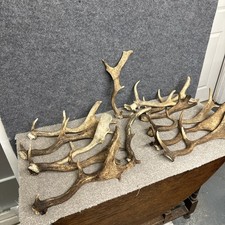 Mixed Fallow Antler Dog Chew