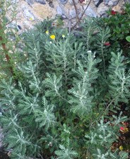 Euryops pectinatus Grey-leaved Daisy Bush 9cm Pot Reliably hardy UK zone 9