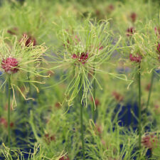 T&M Allium Hair Low Maintenance Garden Plant Hardy Bulb Flowering Garden Bulbs