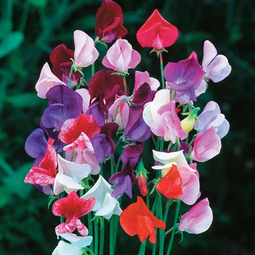 Sweet pea seeds - sweet,