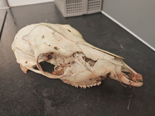 Fallow skull deer - skull,