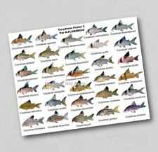 Fridge Magnet Tropical