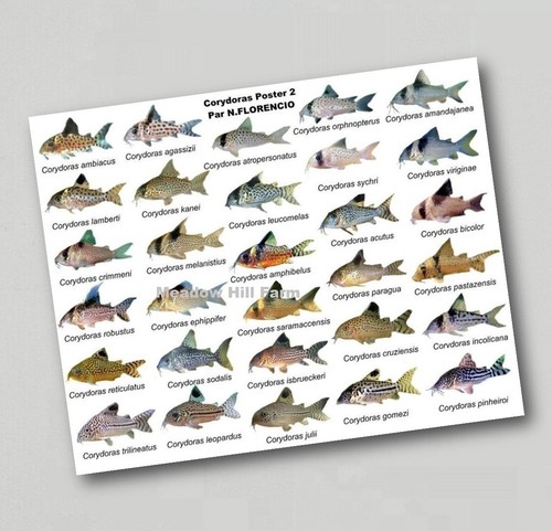 Fridge magnet tropical - fridge,