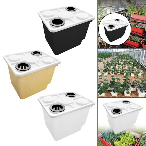 Growing dutch barrel growth - growing,